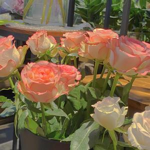 伊在人线香蕉观看视频
